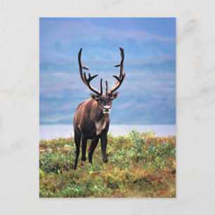 Caribou or Reindeer   Denali National Park, Alaska Postcard