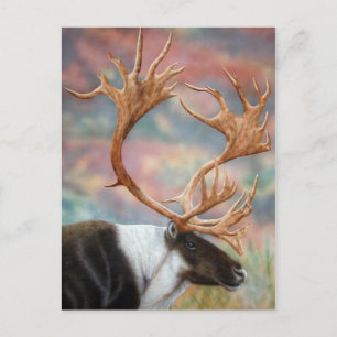Caribou Postcard