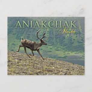 Caribou running in Aniakchak Caldera, Alaska Postcard