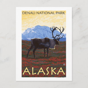 Caribou Scene - Denali National Park, Alaska Postcard