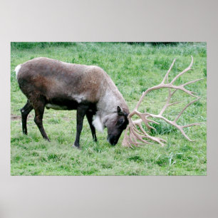 Caribou with Large Antlers Poster