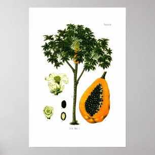 Carica papaya (Papaya) Poster