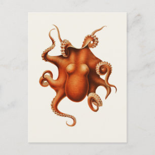 Carl Chun Vintage Octopus Illustration Marine Postcard