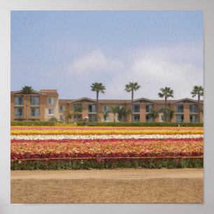 Carlsbad Flower Field Poster