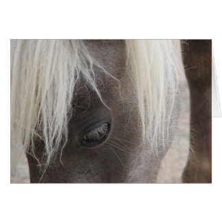 Carly, pretty mini filly