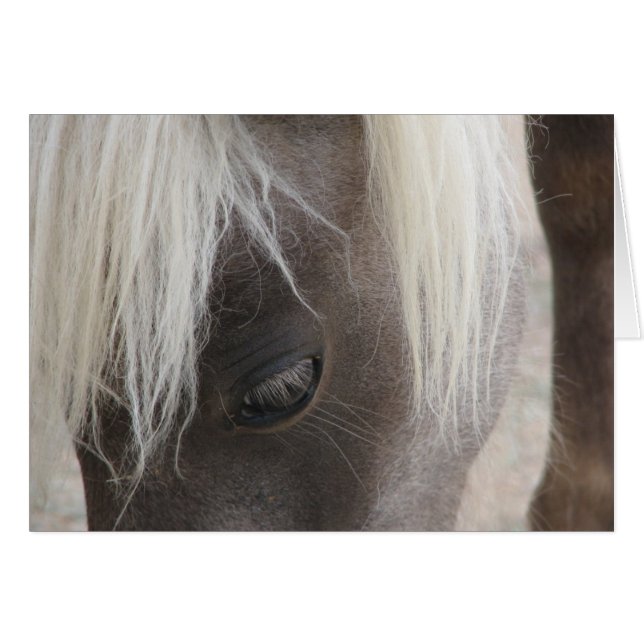 Carly, pretty mini filly (Front Horizontal)