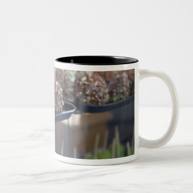Carmel apples, Pioneer Square, Seattle, Two-Tone Coffee Mug (Right)