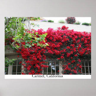 Carmel in bloom poster