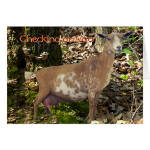 Carmel Mini Dairy Doe Goat- customise