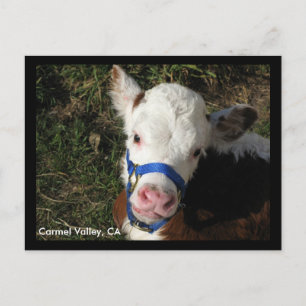Carmel Valley, CA Postcard