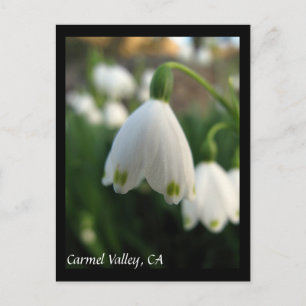 Carmel Valley Flowers Postcard