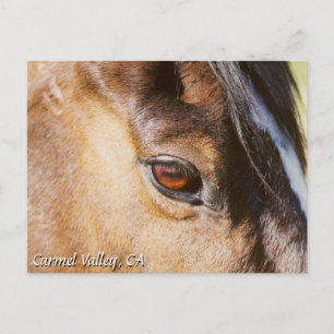 Carmel Valley Horse Eye Postcard