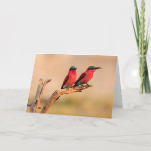 Carmine bee eaters, Okavango Delta Holiday Card