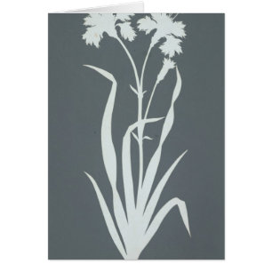 Carnation