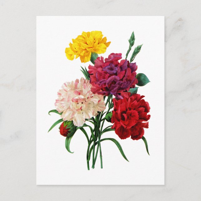Carnation and Marigold Bouquet by Redoute Postcard (Front)