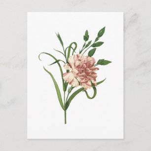 carnation(Dianthus caryophyllus) by Redouté Postcard