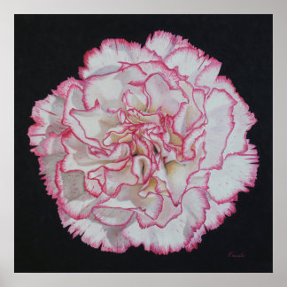 Carnation Flower Poster