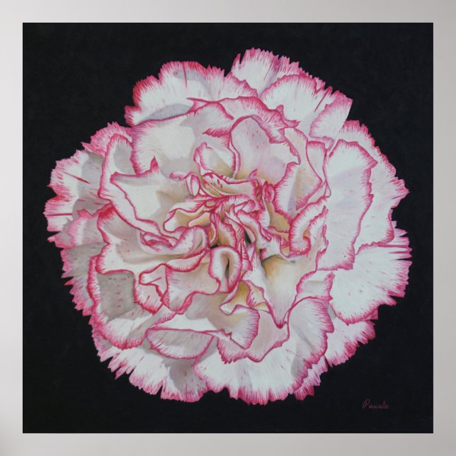 Carnation Flower Poster (Front)
