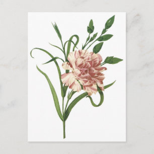 Carnation Postcard