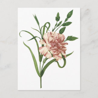 Carnation Postcard