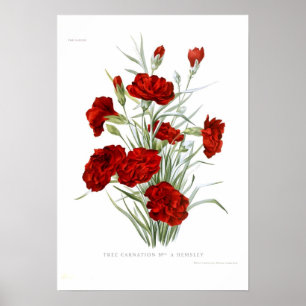 Carnation Poster