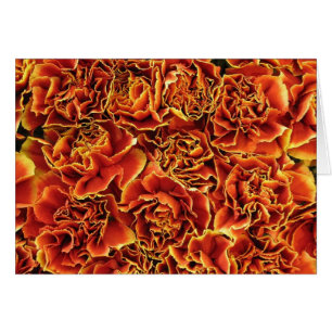 Carnations
