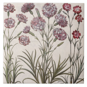 Carnations: 1.Caryophyllus flore majore; 2. Caryop Ceramic Tile