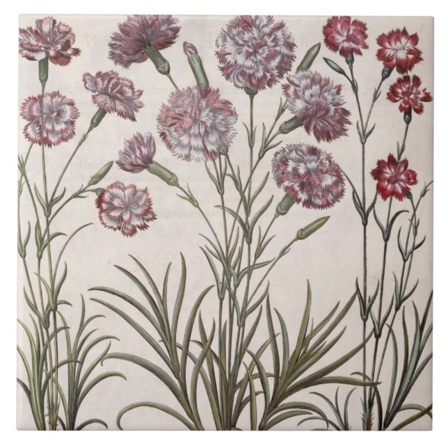 Carnations: 1.Caryophyllus flore majore; 2. Caryop Ceramic Tile (Front)