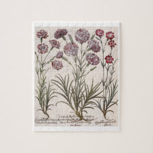 Carnations: 1.Caryophyllus flore majore; 2. Caryop Jigsaw Puzzle