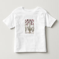 Carnations: 1.Caryophyllus flore majore; 2. Caryop