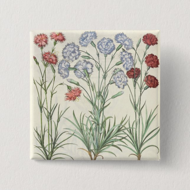 Carnations: 1.Caryophyllus multiplex flore albo; 2 15 Cm Square Badge (Front)