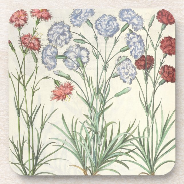 Carnations: 1.Caryophyllus multiplex flore albo; 2 Coaster (Front)