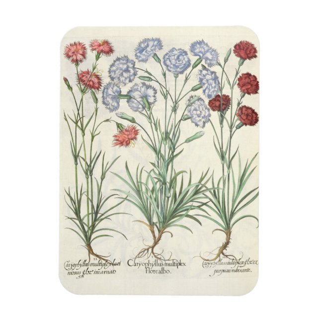 Carnations: 1.Caryophyllus multiplex flore albo; 2 Magnet (Vertical)