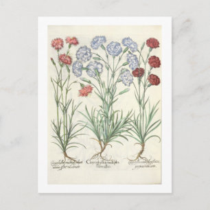 Carnations: 1.Caryophyllus multiplex flore albo; 2 Postcard