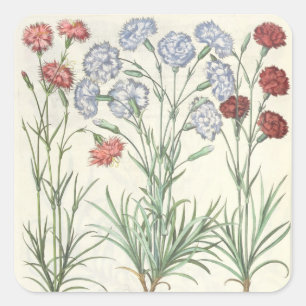 Carnations: 1.Caryophyllus multiplex flore albo; 2 Square Sticker