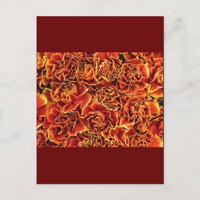 Carnations Postcard (Front)