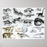 Carnivorous Animals
