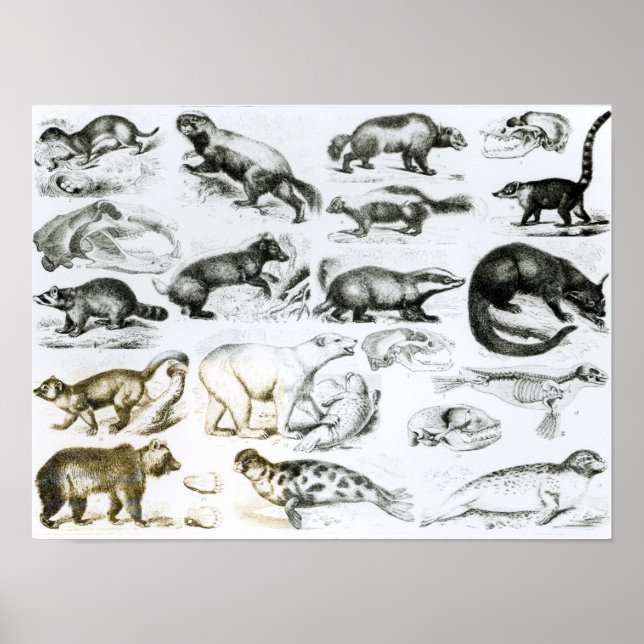 Carnivorous Animals Poster (Front)