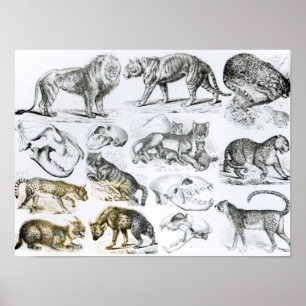 Carnivorous Animals Poster