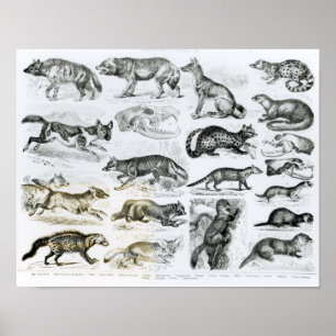 Carnivorous Animals Poster