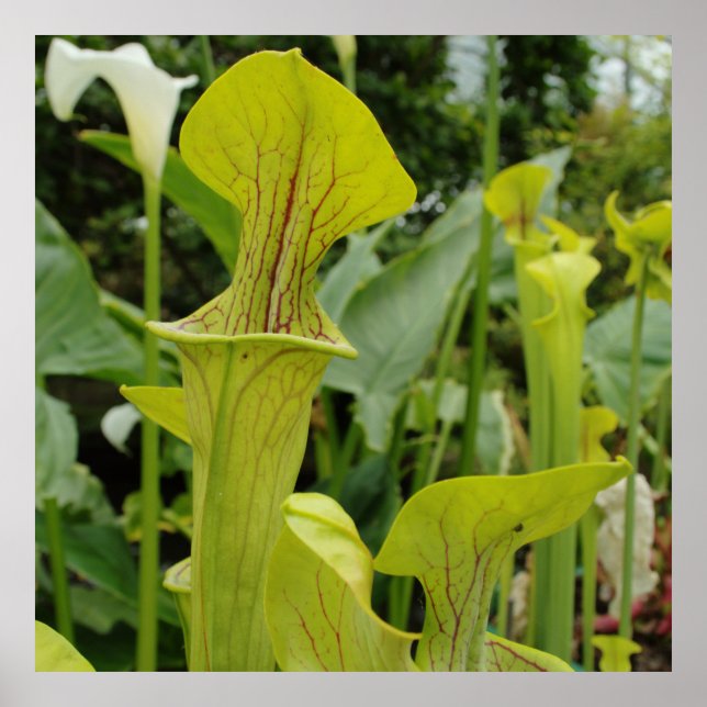 Carnivorous Green Pitcher Plant Poster (Front)