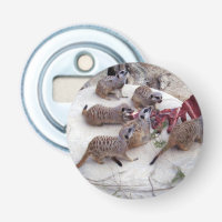 Carnivorous Meerkats Having Ribs For Tea,