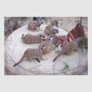 Carnivorous Meerkats Having Ribs For Tea, Tissue Paper