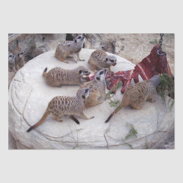Carnivorous Meerkats Having Ribs For Tea, Tissue Paper (Front)