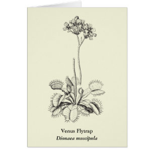 Carnivorous Plant Botanical Art