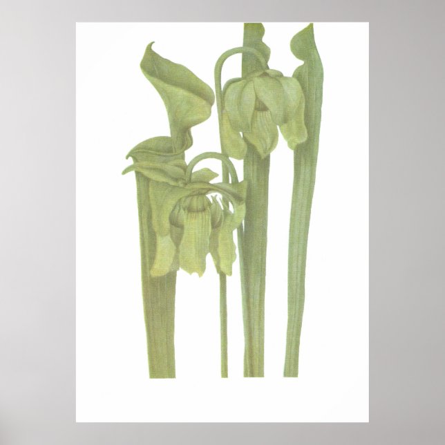Carnivorous Plant - Sarracenia flava Poster (Front)
