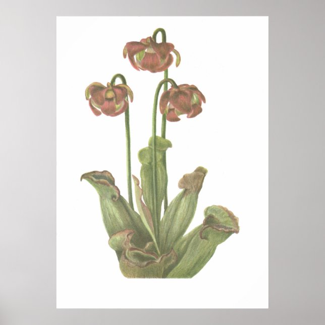 Carnivorous Plant - Sarracenia purpurea Poster (Front)
