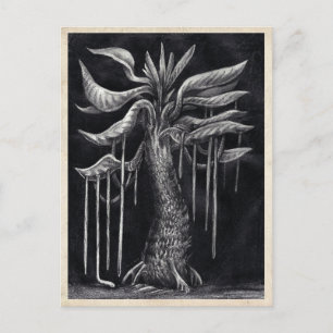 Carnivorous Tree - Postcard