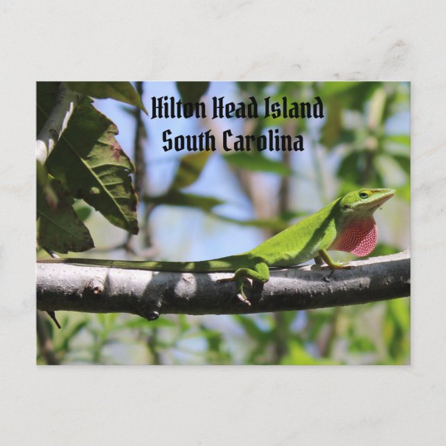 Carolina Anole Hilton Head Island Postcard (Front)
