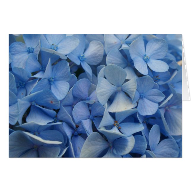 Carolina Blue (Front Horizontal)